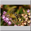 Mellinus arvensis - Kotwespe w33.jpg